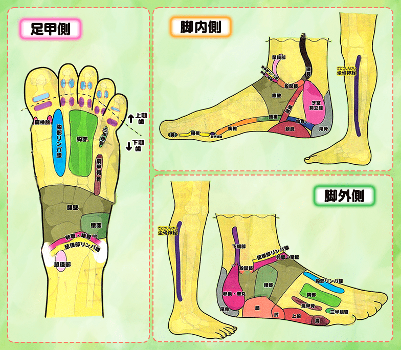 足つぼ反射区図